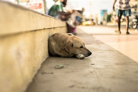 The state of stray, abandoned pets .